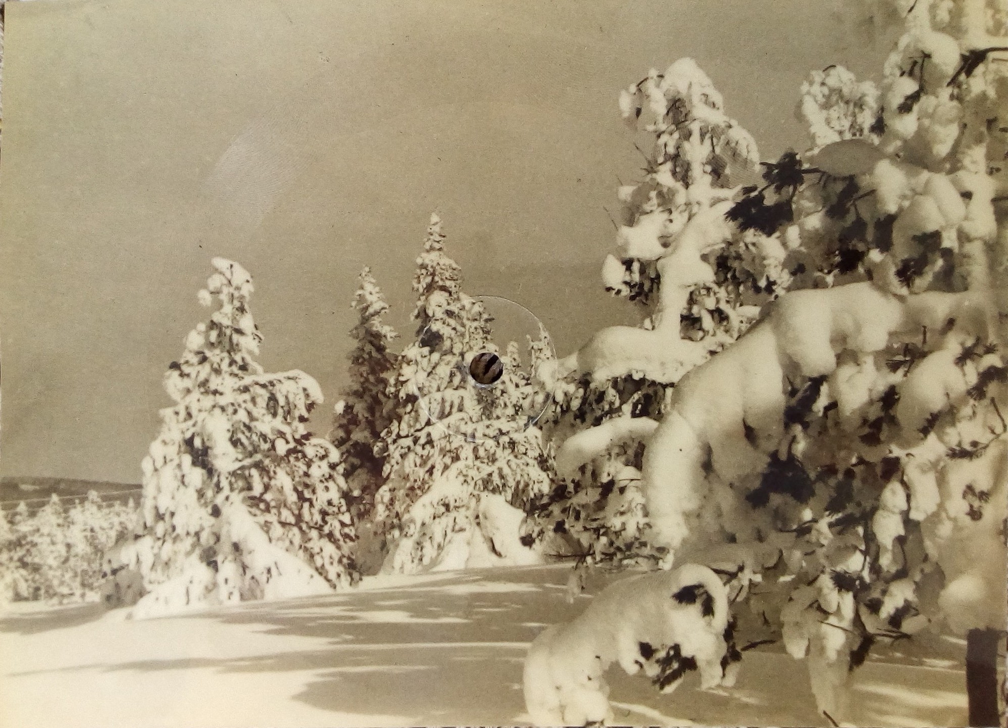 Сняг се сипе над гората — Ек. Ванкова-Коларова